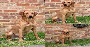 Labrador Retriever dogs - Advert 14