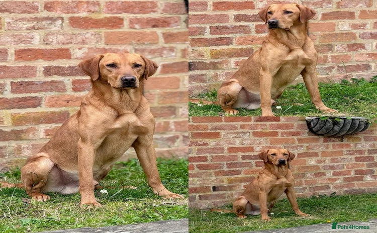 Labrador Retriever dogs - Advert 2