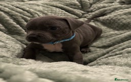 Staffordshire Bull Terrier dogs for sale: Stunning KC Blue Staffordshire Bull Terrier Pups - Image 25