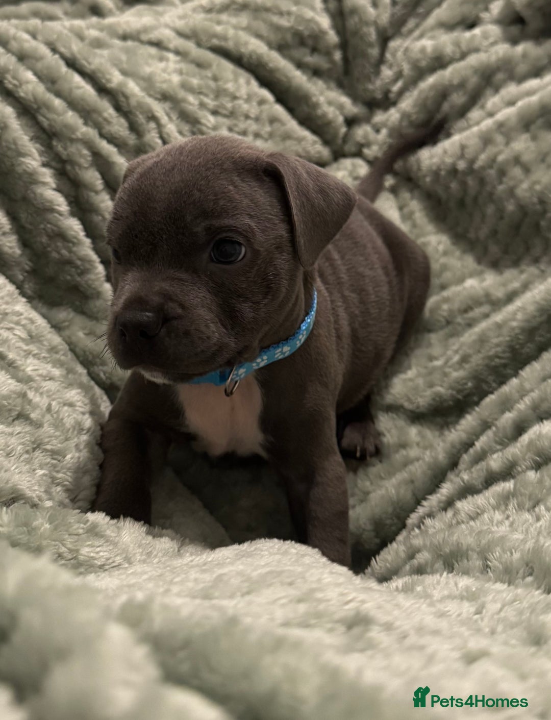 Staffordshire Bull Terrier dogs for sale: Stunning KC Blue Staffordshire Bull Terrier Pups - Image 25
