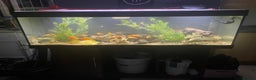 Cichlids fish for sale: Complete fish tank and contents  - Advert 1