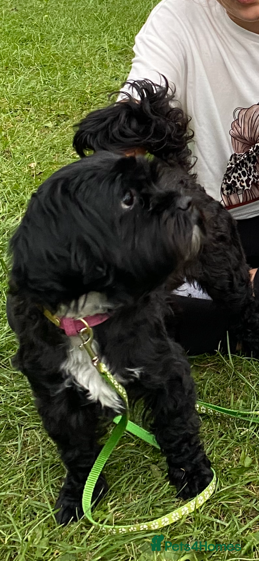 Shihpoo dogs for sale: 3 left 2 boys and 1 girl  - Advert 4