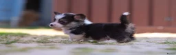 Welsh Corgi Pembroke dogs for sale: Show quality Pembrokeshire corgi READY NOW!!! - Advert 30