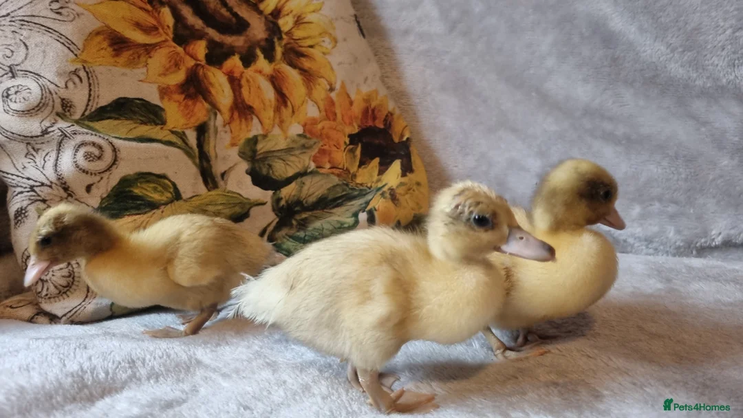 Ducks poultry for sale: Silver Call ducklings - Advert 2