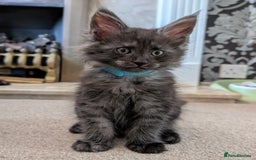 Maine Coon cats for sale: GCCF registered 5 Maine Coon kittens s 😻 - Image 5