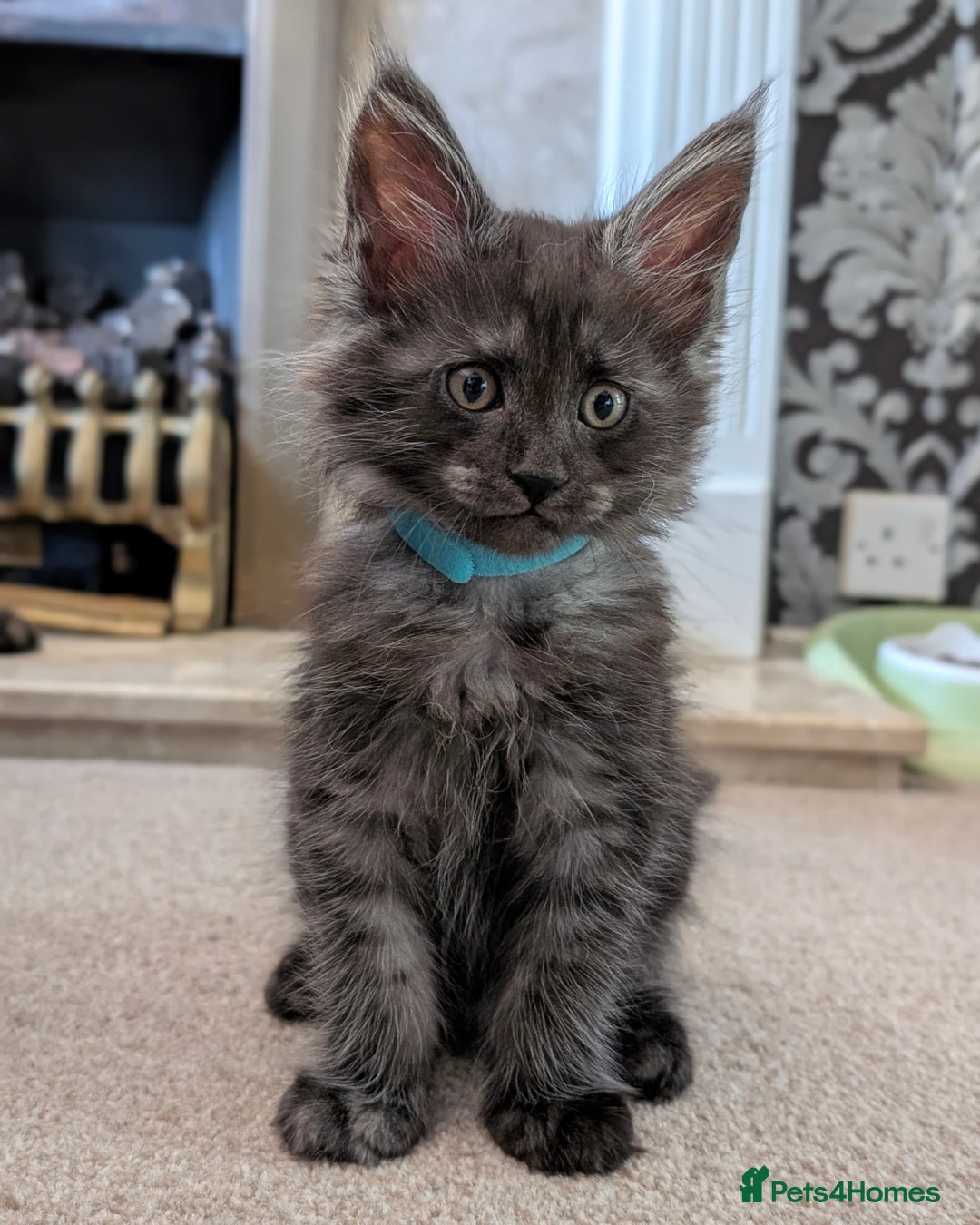 Maine Coon cats for sale: GCCF registered 5 Maine Coon kittens s 😻 - Image 5