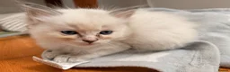 Ragdoll cats for sale: Stunning Colour Point and Bicolour Ragdoll Kittens - Advert 13