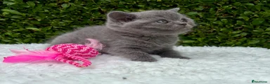 British Shorthair 3