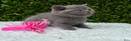 British Shorthair cats for sale: British Shorthair Kittens - GCCF - Advert 2