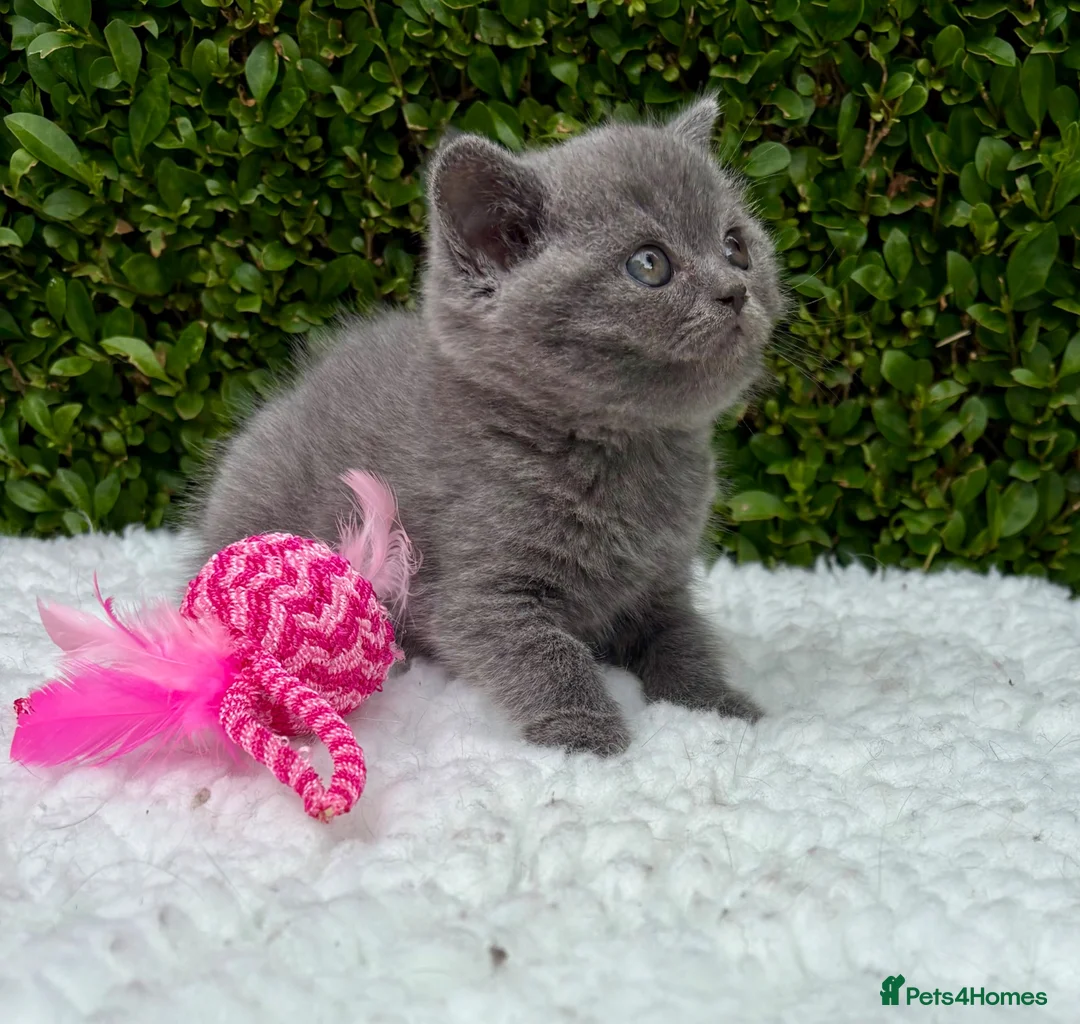 British Shorthair cats for sale: British Shorthair Kittens - GCCF - Advert 2