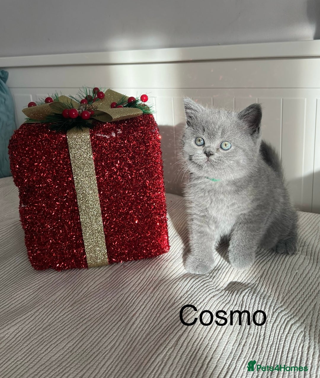 British Shorthair cats for sale: GCCF registered British Shorthair kittens  - Advert 25