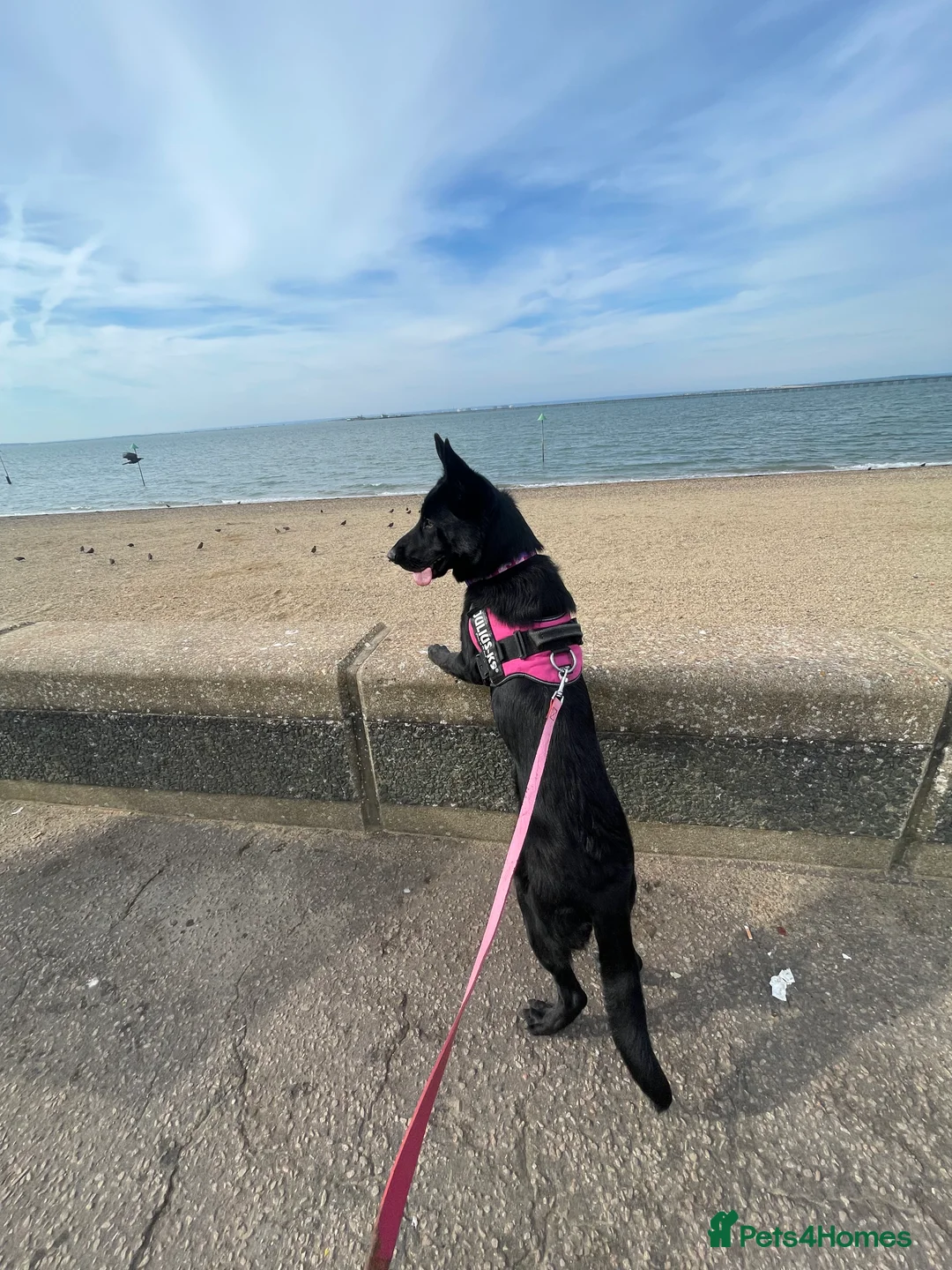 Mixed Breed dogs for sale: Shollie female  - Advert 2