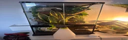 Gecko reptiles for sale: Crested Gecko  - Advert 5