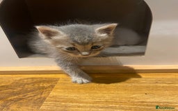 Siberian cats for sale: EXCLUSIVE Siberian Neva Masquerade-Luxury Lineage - Image 26