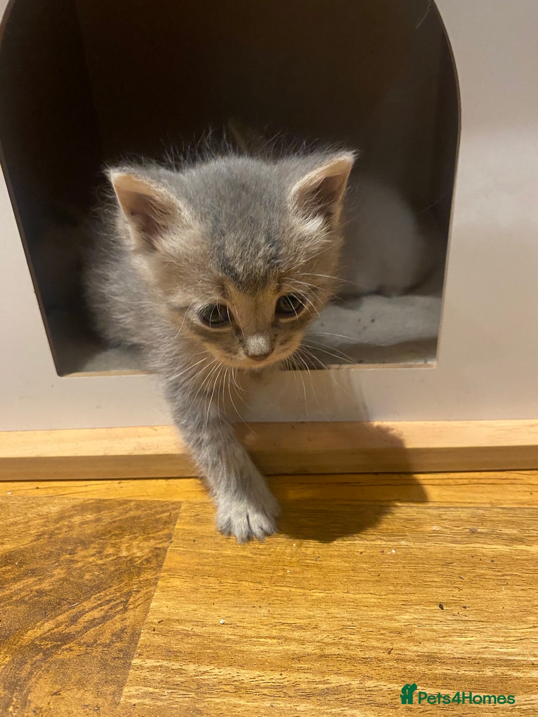 Siberian cats for sale: EXCLUSIVE Siberian Neva Masquerade-Luxury Lineage - Image 26