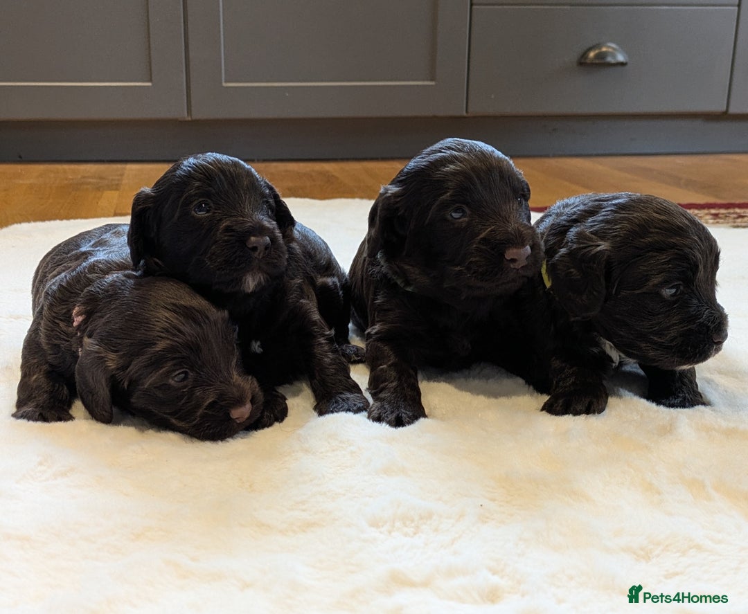 Cockapoo dogs for sale: F1 Cockapoo Chocolate Puppies - Image 11