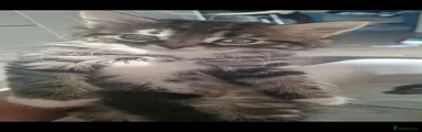 Maine Coon 1