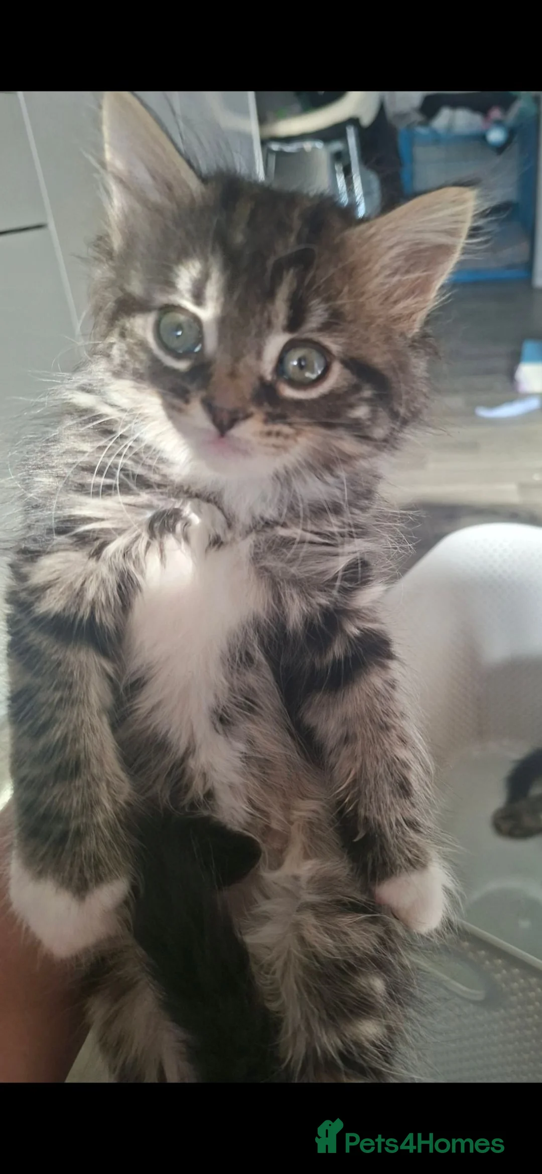 Maine Coon cats for sale: Maine coon cross very fluffy kittens  in Abergavenny - Advert 13