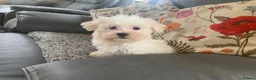 Maltese dogs for sale: Beautiful 7/8 Maltese Girl  - Advert 13