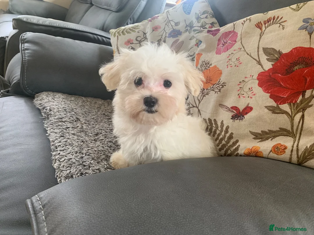 Maltese dogs for sale: Beautiful 7/8 Maltese Girl  - Advert 13