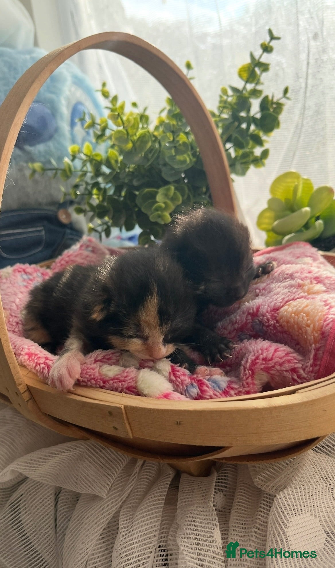 Mixed Breed cats Domestic shorthair female kittens - Advert 2