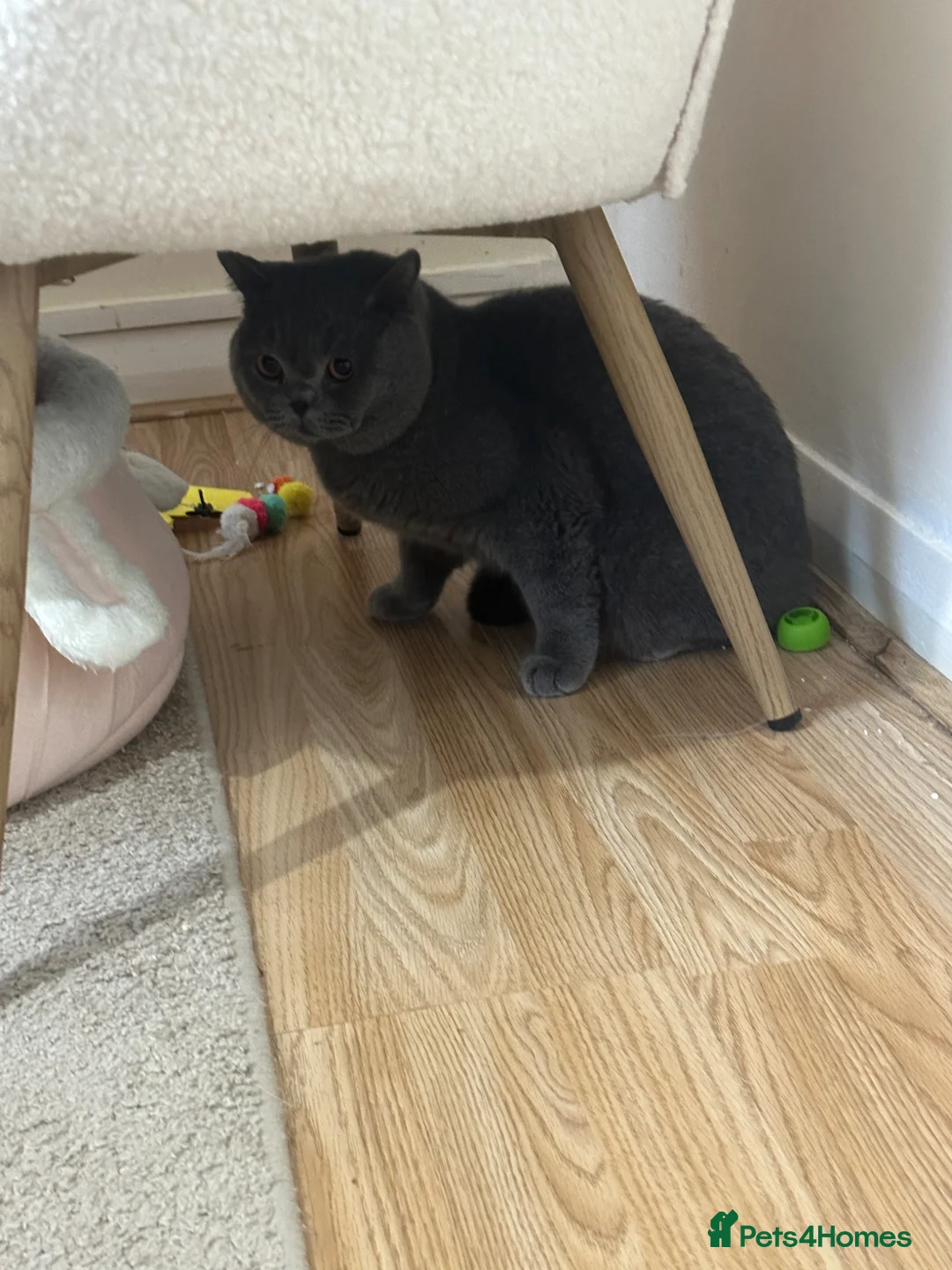 Scottish Fold cats for sale: Adorable and friendly Scottish fold kittens - Advert 20