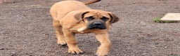 Mastiff dogs for sale: KC registered English Mastiff girls  - Advert 3