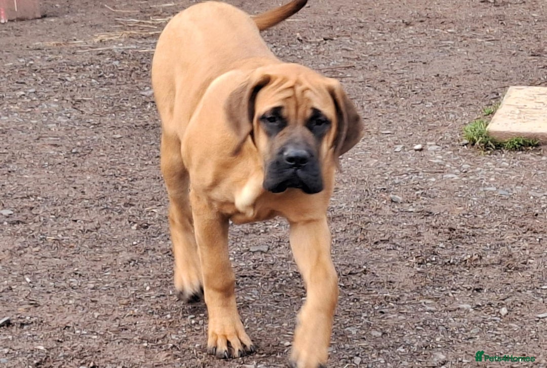 Mastiff dogs for sale: KC registered English Mastiff girls  - Advert 3