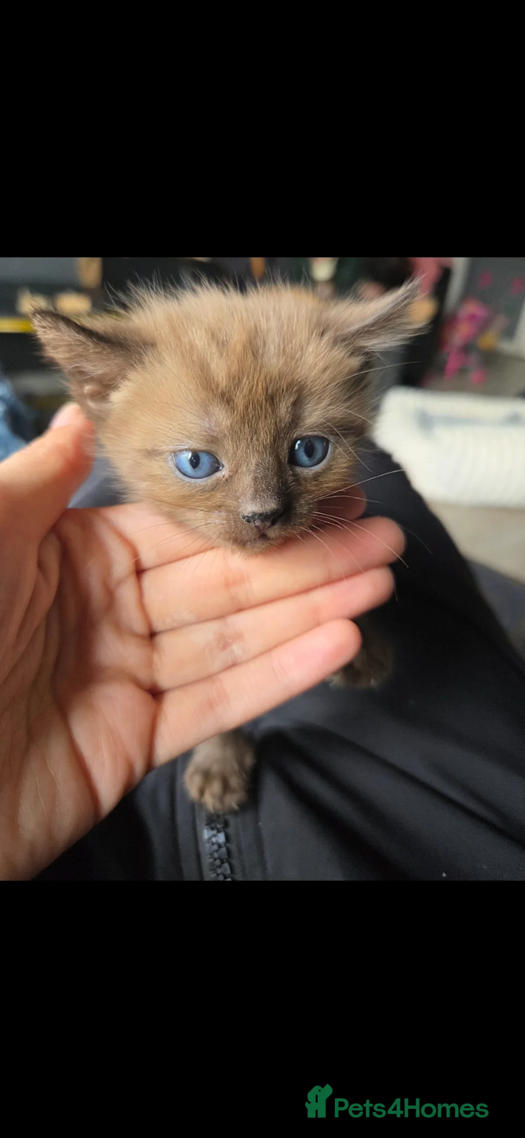 Bengal cats for sale: Bengal kitten - Advert 7