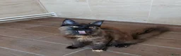 Maine Coon cats for sale: DNA TESTED MAINE COON FEMALE KITTEN !!!  - Advert 5