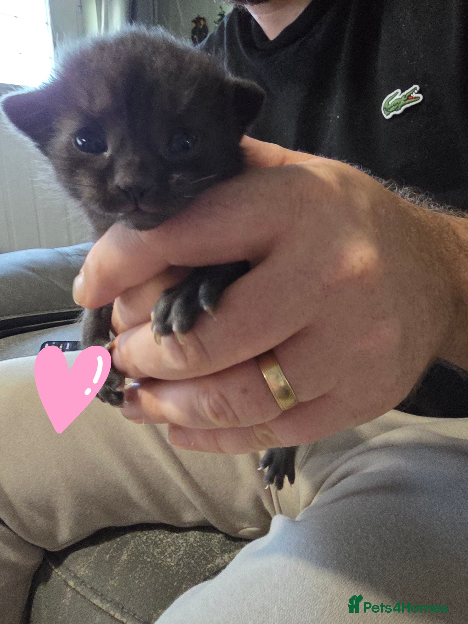 Mixed Breed cats 🐾 Adorable Kittens Looking for Loving Homes 🐾 - Advert 10