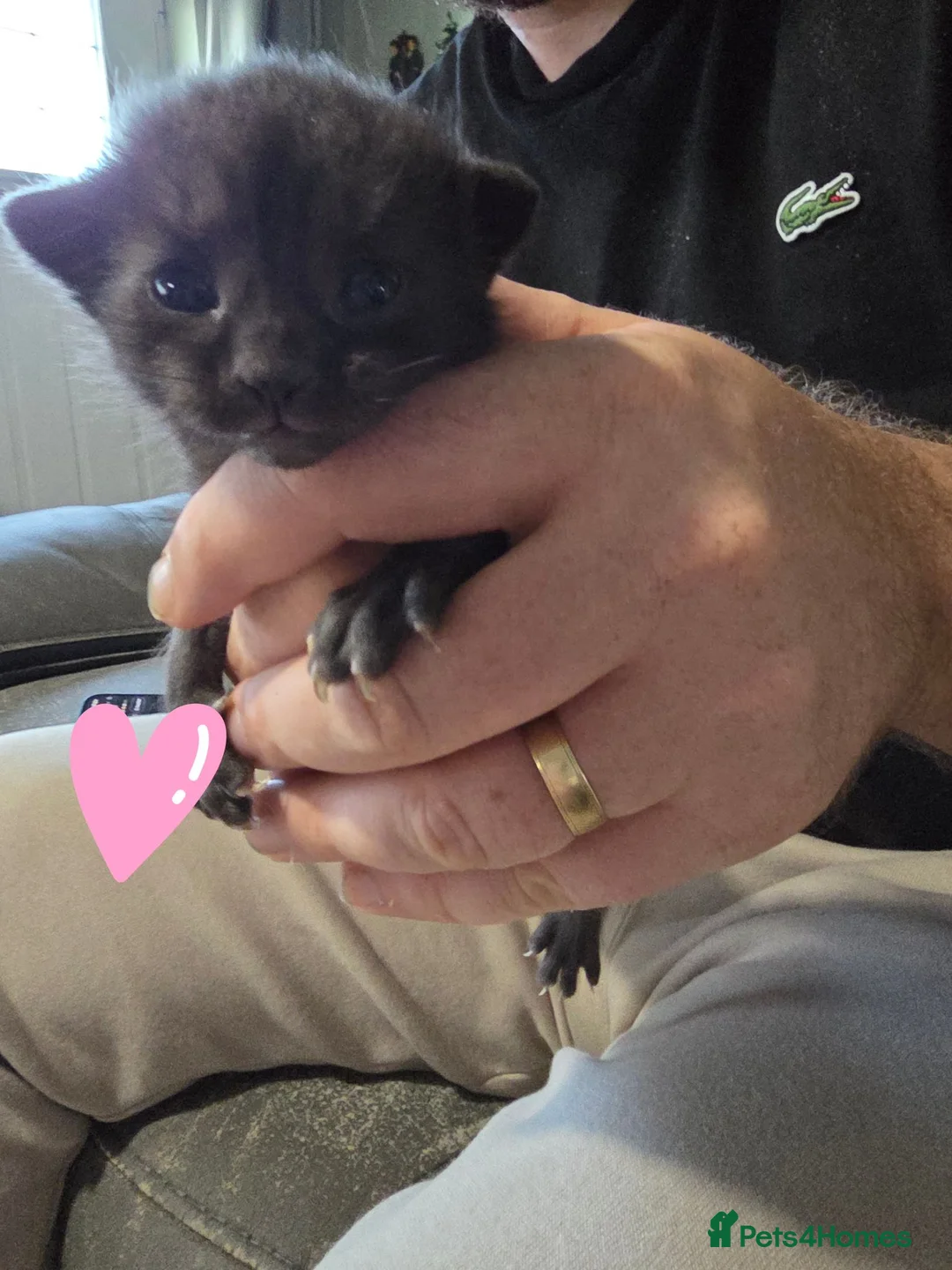 Mixed Breed cats for sale: 🐾 Adorable Kittens Looking for Loving Homes 🐾 in Southam - Advert 1