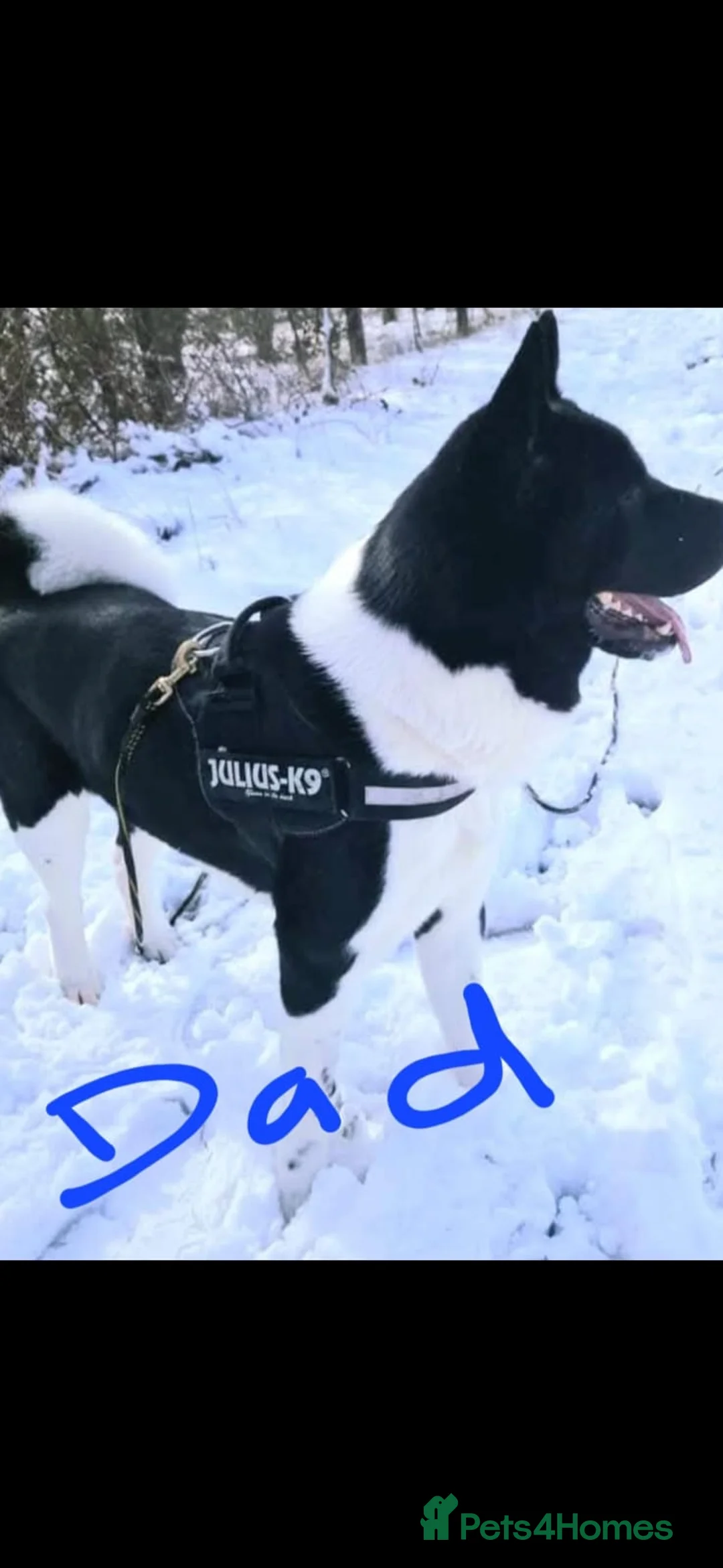 Mixed Breed dogs for sale: Max Great Dane  - Advert 6