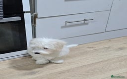 Maltese dogs for sale: Lovely maltese ready to go - Image 4