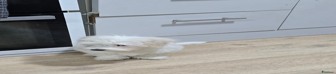 Maltese Puppy 2