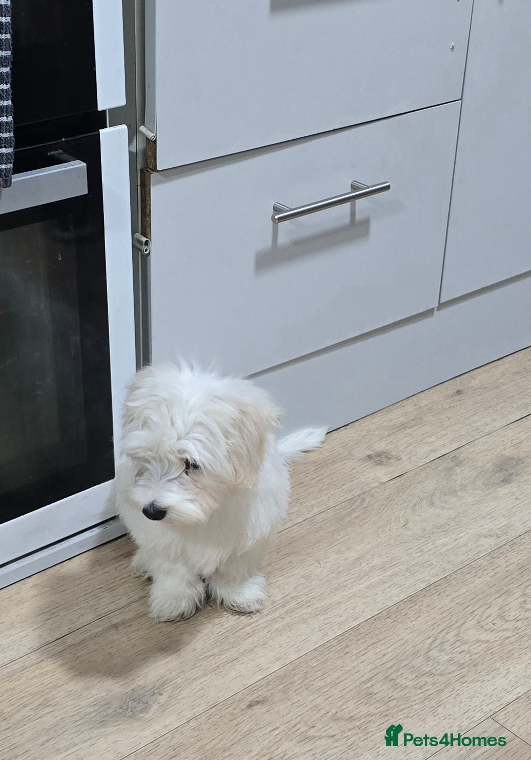 Maltese dogs for sale: Lovely maltese ready to go - Image 4