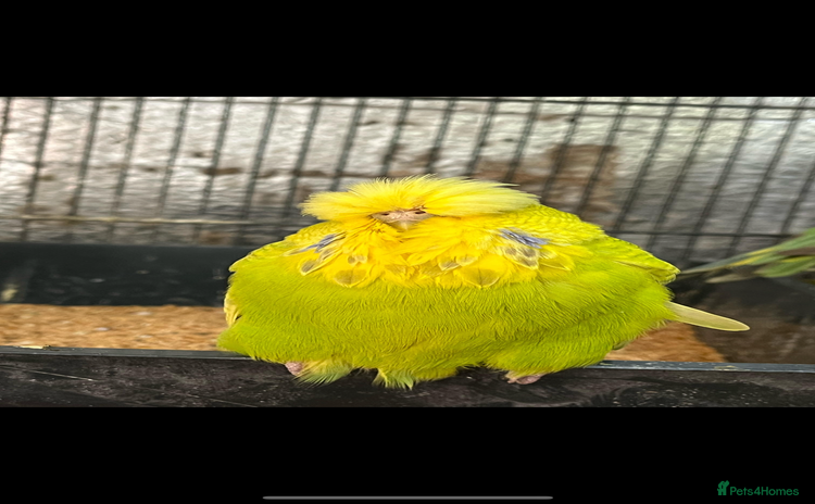 Budgerigars birds - Advert 1