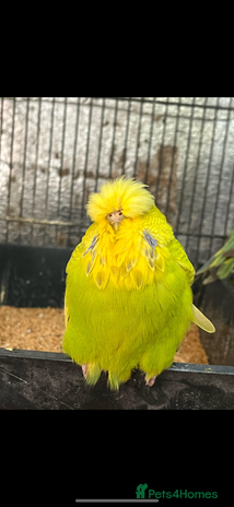 Budgerigars birds - Advert 5