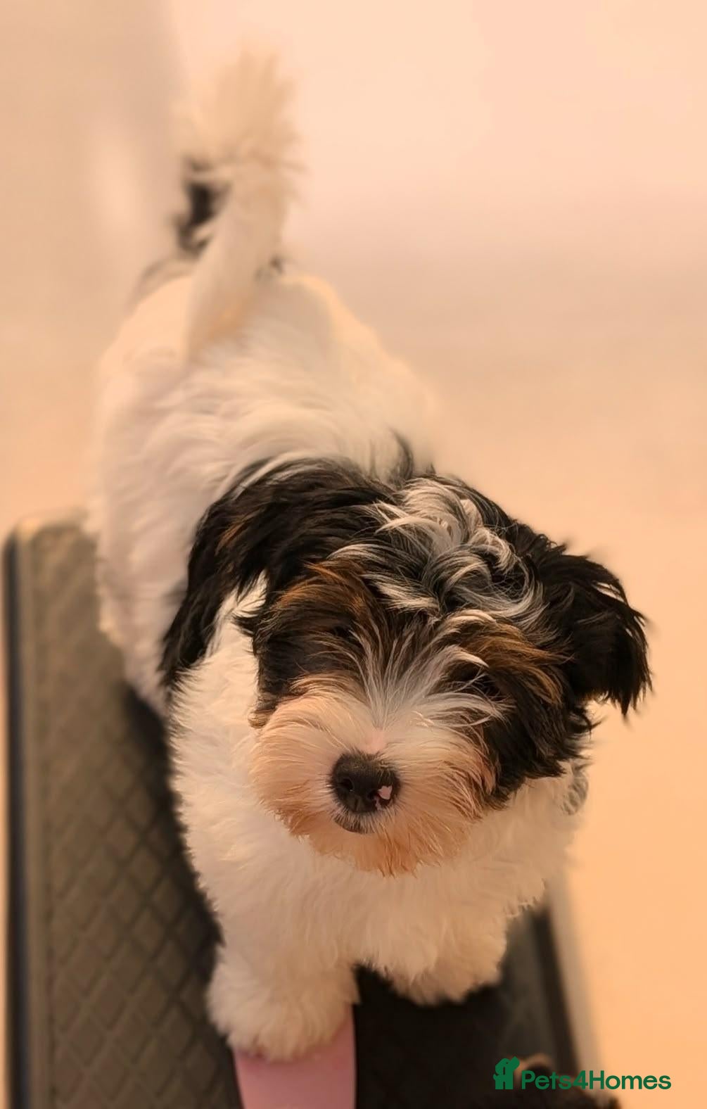 Biewer Terrier dogs for sale: Rare Larger Biewer Terrier Puppies - Advert 4