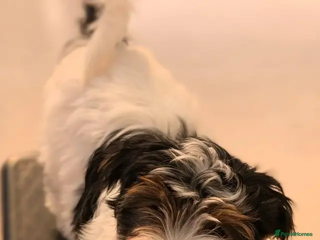 Biewer Terrier dogs for sale: Rare Larger Biewer Terrier Puppies - Advert 8