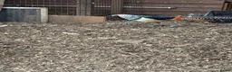 Pheasants poultry for sale: Lady Amherst's pheasant - Advert 1