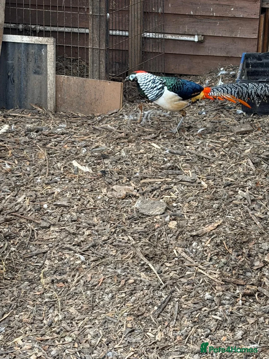 Pheasants poultry for sale: Lady Amherst's pheasant - Advert 1
