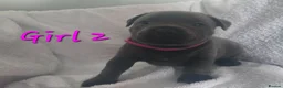 Staffordshire Bull Terrier dogs for sale: Stunning Blue Staffordshire Bull terrier puppy's  - Advert 12