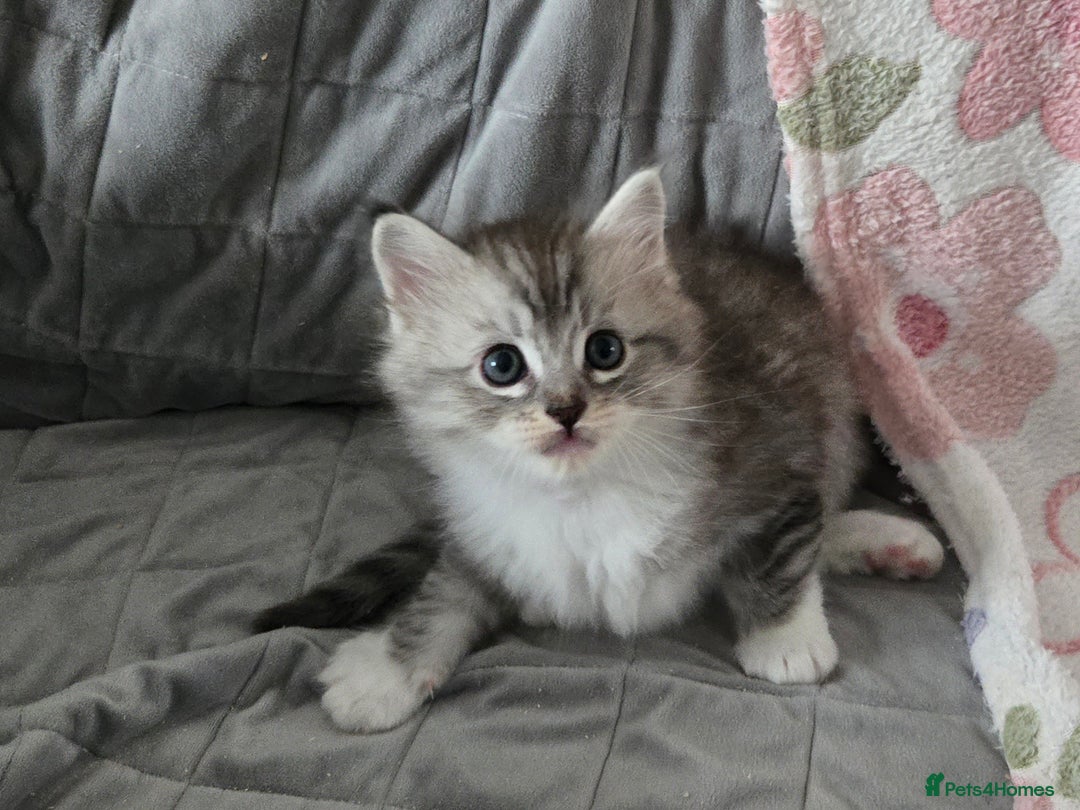 Maine Coon cats for sale: Stunning GCCF Maine Coon babies - Image 12