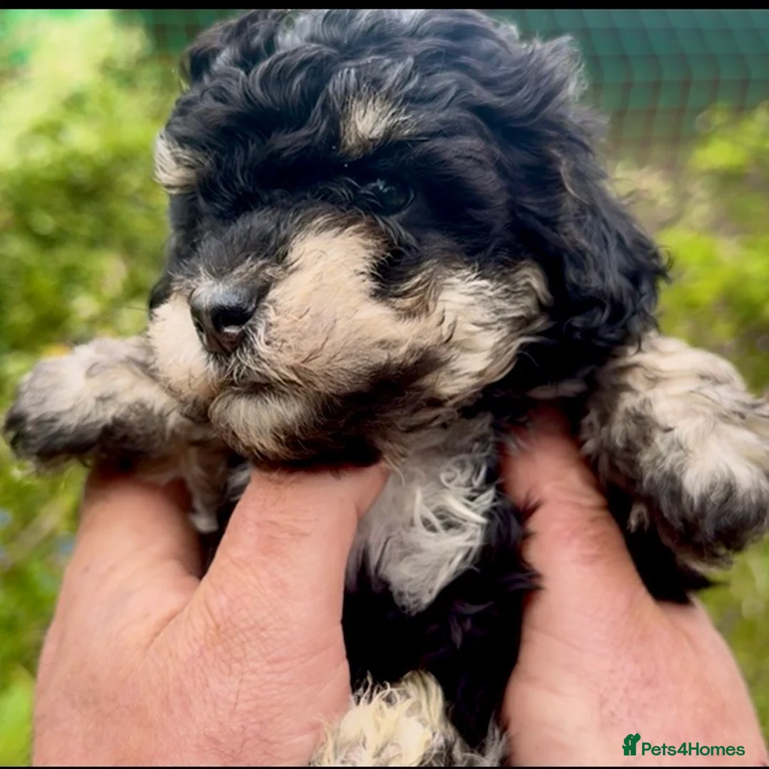 Maltipoo dogs for sale: Maltipoo Puppies  - Advert 2