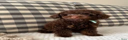 Toy Poodle dogs for sale: Health tested Toy poodle puppies  - Advert 5