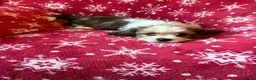 Cavalier King Charles Spaniel dogs for sale: Beautiful Cavalier King Charles Puppies for Sale - Advert 10