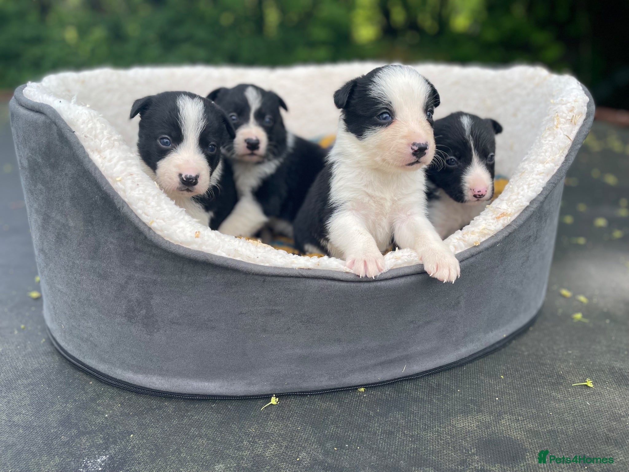 Border Collie dogs ☀️Stunning Border Collie Puppies☀️ - Advert 6