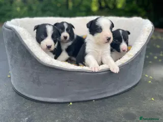 Border Collie dogs ☀️Stunning Border Collie Puppies☀️ - Advert 1