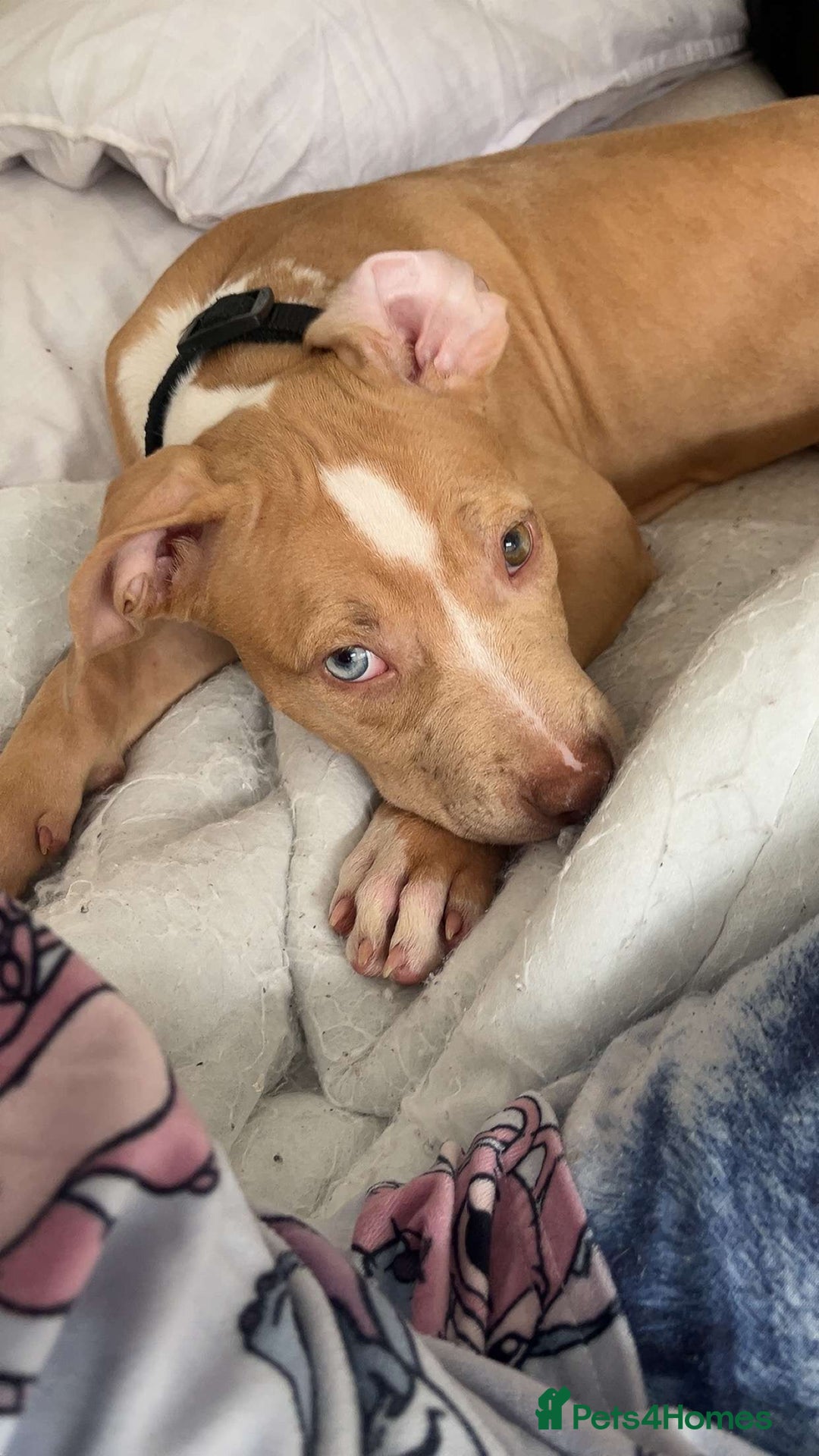 Staffordshire Bull Terrier dogs for sale:  2 American Staffordshire bull terrier girls  - Image 3